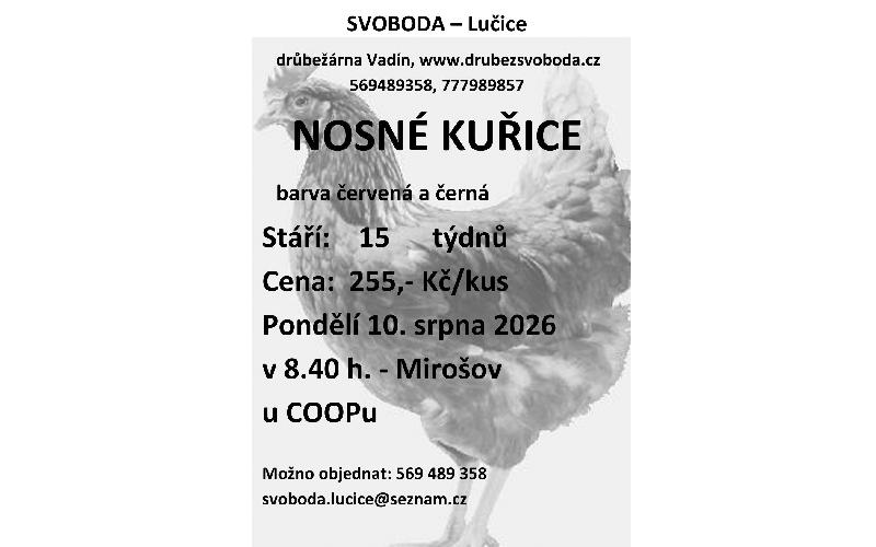 Aktuality - Prodej kuřic